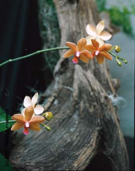 orchid7.jpg