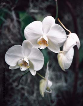 orchids1.jpg