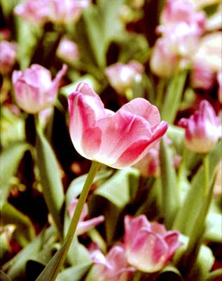 A Perfect Tulip.jpg