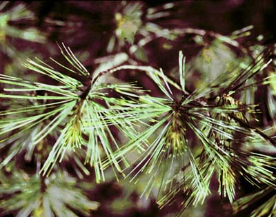Pine Needles.jpg