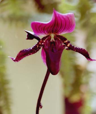 Single Purple Orchid.jpg