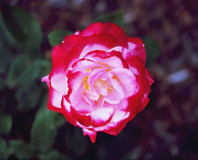 Single Rose; Actual size=180 pixels wide
