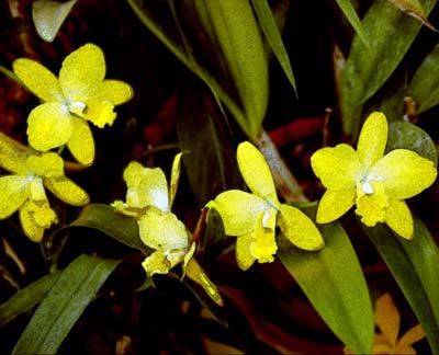 Yellow Daffodils.jpg